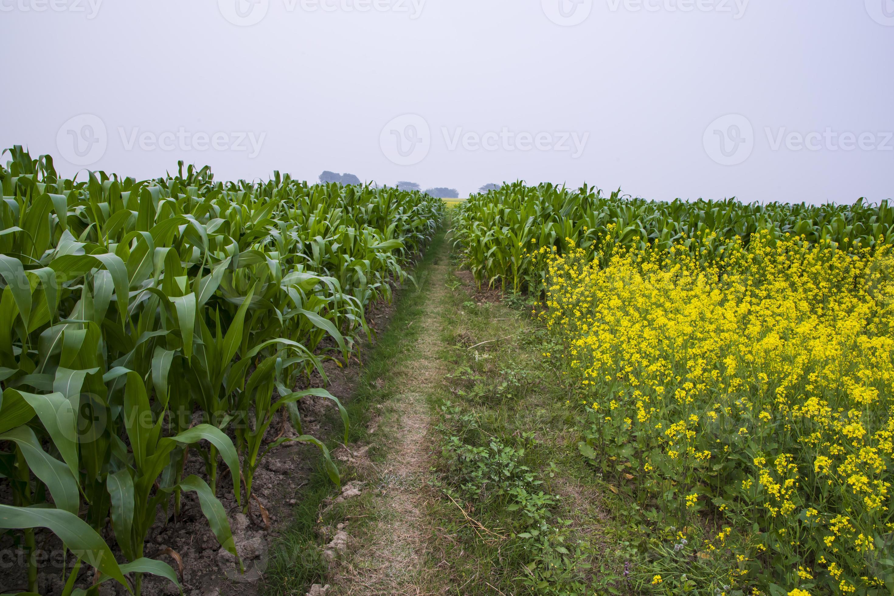 corn field in the countryside with blue sky and bright yellow flowers