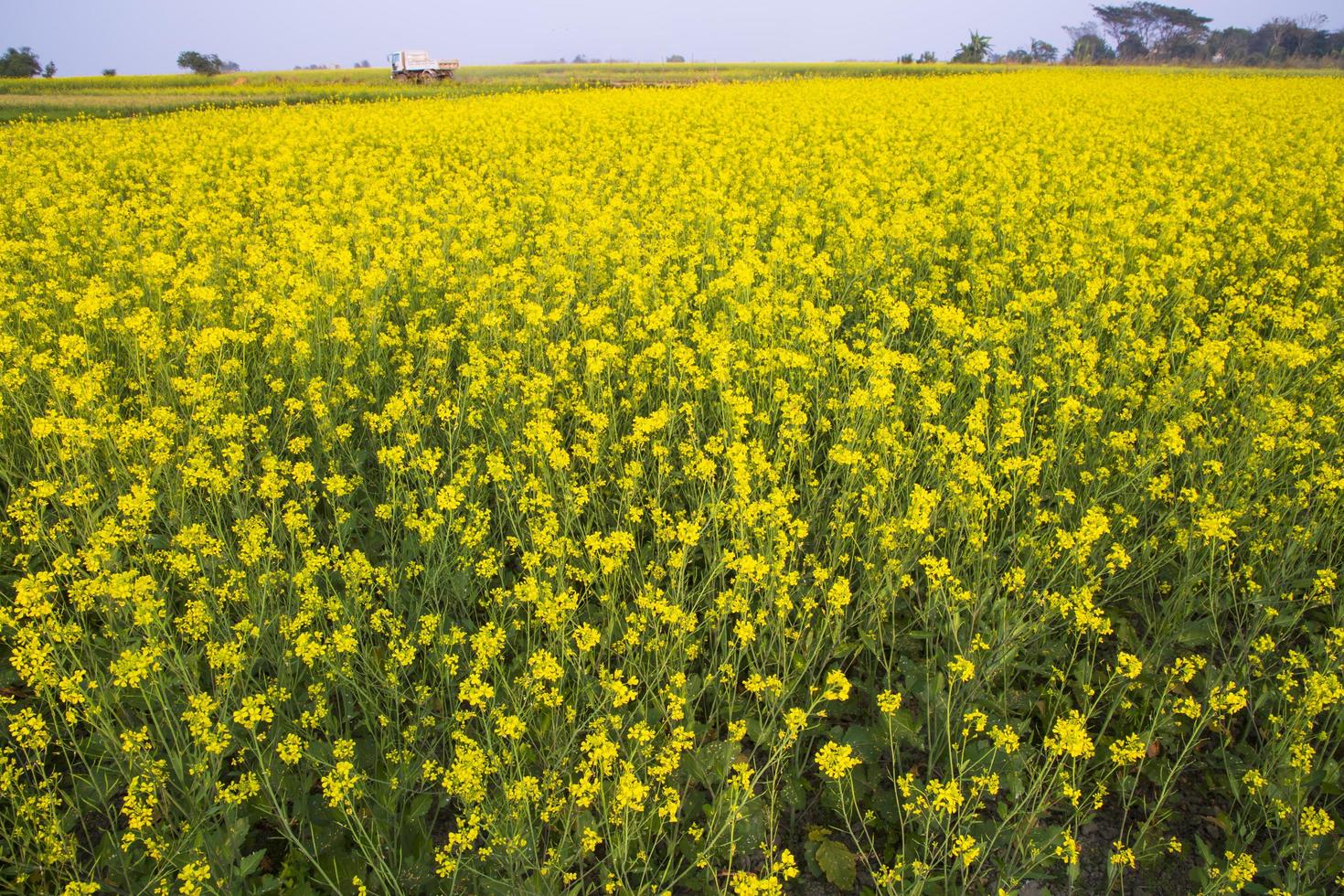 Beautiful Floral Landscape View of Rapeseed blossoms in a field in the countryside of Bangladesh photo