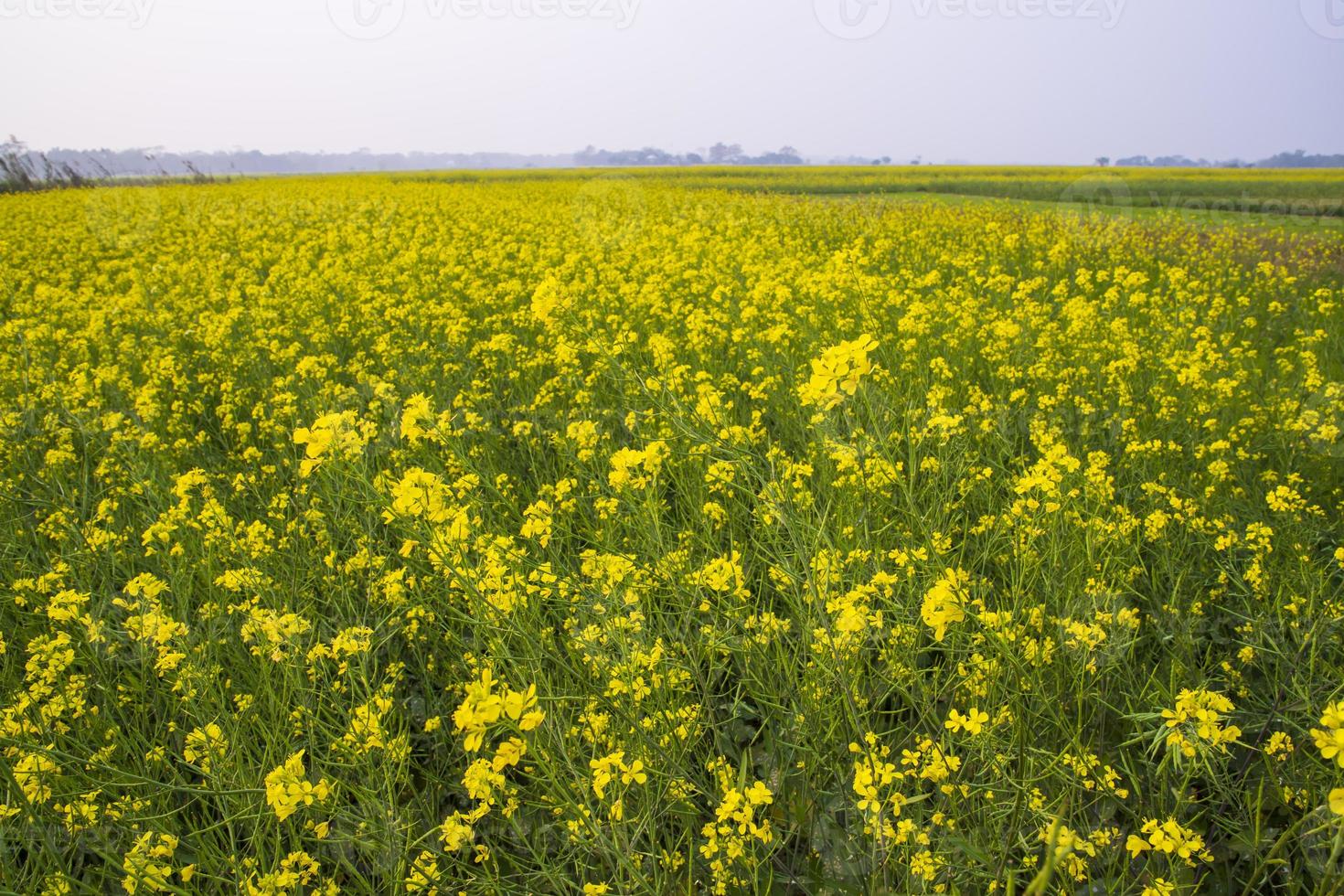 Beautiful Floral Landscape View of Rapeseed blossoms in a field in the countryside of Bangladesh photo