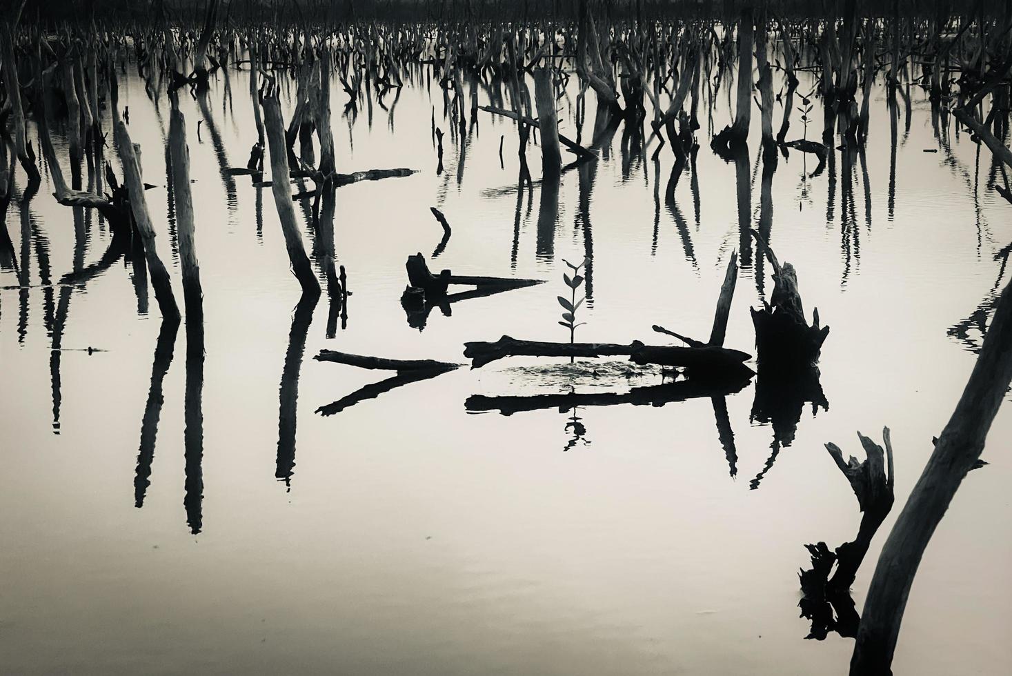 paisaje de bosque de manglar destruido, el bosque de manglar destruido es un ecosistema que ha sido severamente degradado o eliminado debido a la urbanización y la contaminación. ayudar a cuidar el bosque de manglar. foto