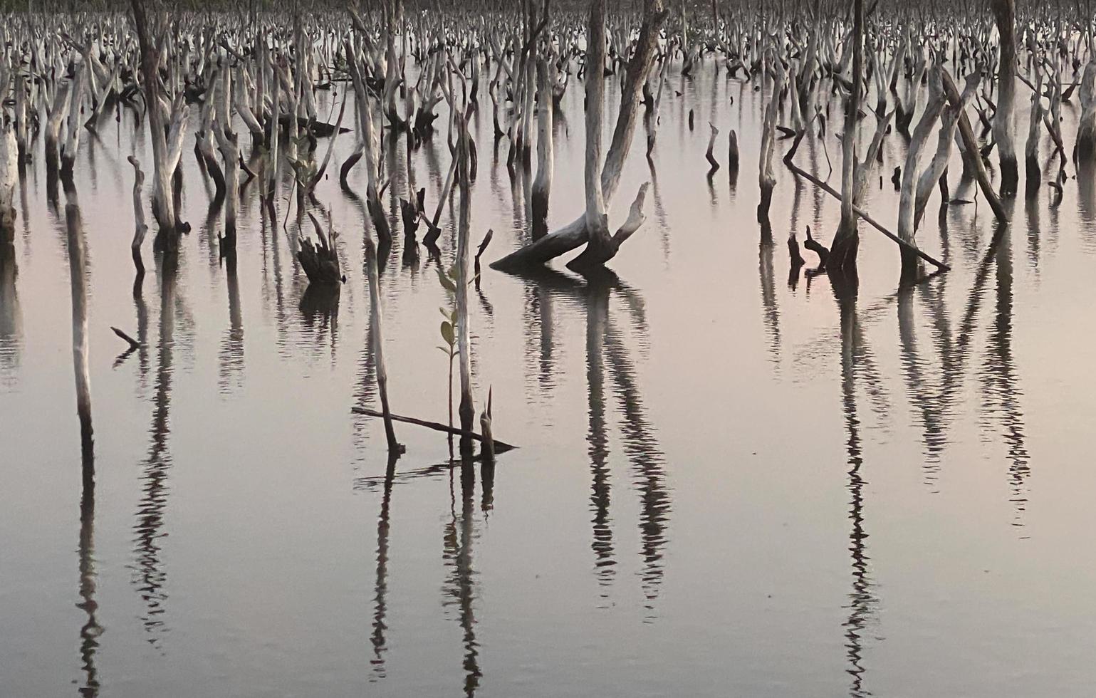 destroyed mangrove forest scenery, destroyed mangrove forest is an ecosystem that has been severely degraded or eliminated such to urbanization, and pollution. Help take care of the mangrove forest. photo