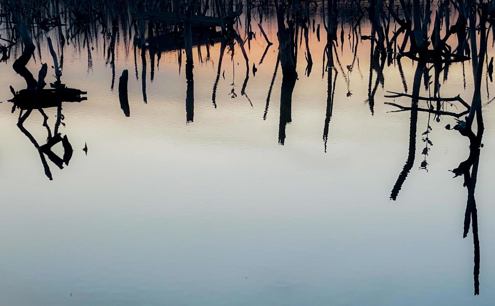 Twilight mangrove forest scenery, Twilight Mangrove forest panorama in the evening , Beautiful mangrove forest Whether it's the warm hues of a twilight or dawn, shimmering reflection of the relax photo