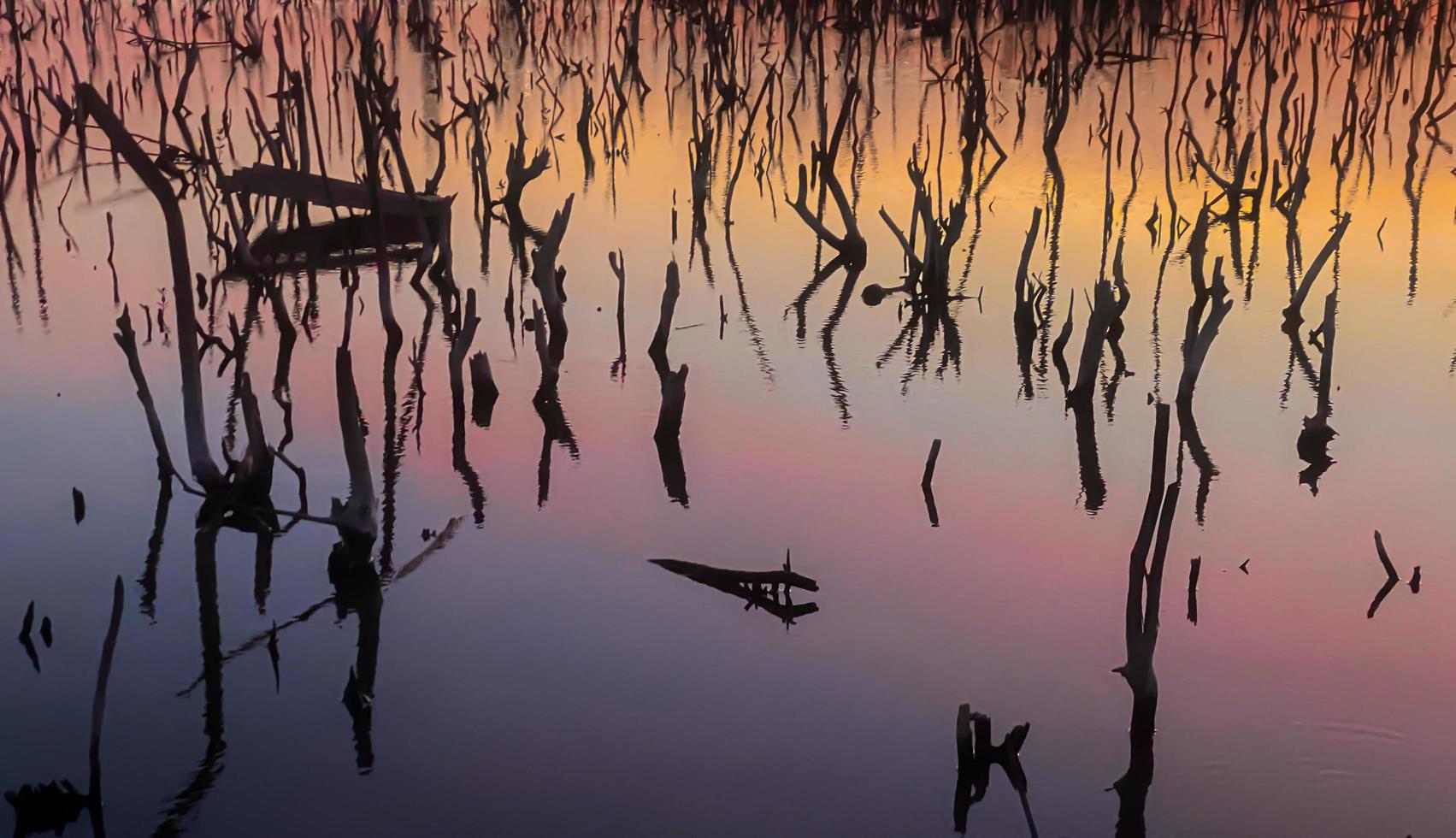 Twilight mangrove forest scenery, Twilight Mangrove forest panorama in the evening , Beautiful mangrove forest Whether it's the warm hues of a twilight or dawn, shimmering reflection of the relax photo