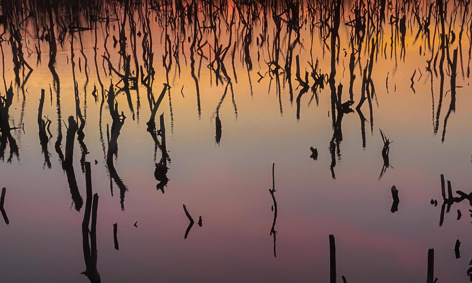 Twilight mangrove forest scenery, Twilight Mangrove forest panorama in the evening , Beautiful mangrove forest Whether it's the warm hues of a twilight or dawn, shimmering reflection of the relax photo