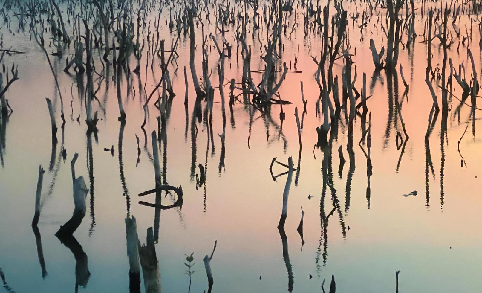 paisaje de bosque de manglares crepuscular, panorama de bosque de manglares crepuscular por la noche, hermoso bosque de manglares ya sean los tonos cálidos del crepúsculo o del amanecer, reflejo brillante de la relajación foto