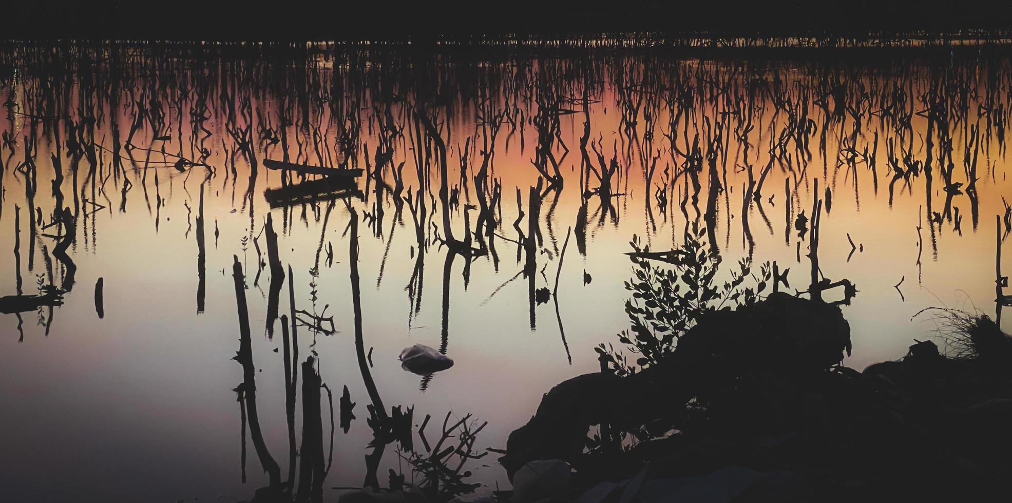 Twilight mangrove forest scenery, Twilight Mangrove forest panorama in the evening , Beautiful mangrove forest Whether it's the warm hues of a twilight or dawn, shimmering reflection of the relax photo