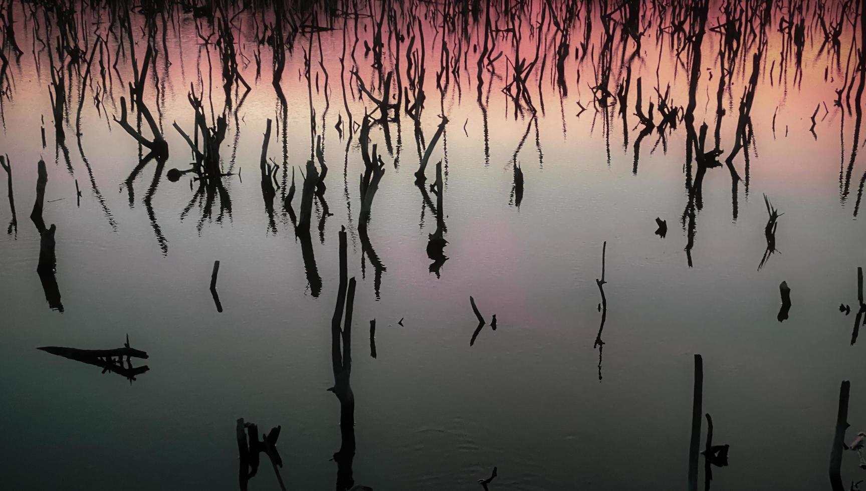 Twilight mangrove forest scenery, Twilight Mangrove forest panorama in the evening , Beautiful mangrove forest Whether it's the warm hues of a twilight or dawn, shimmering reflection of the relax photo