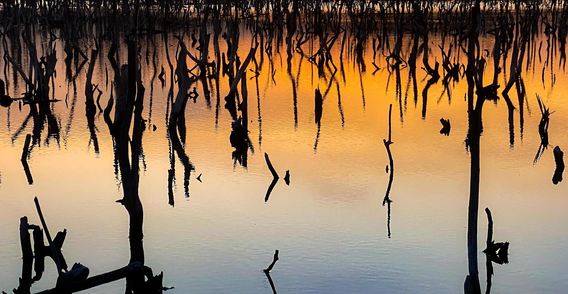 Twilight mangrove forest scenery, Twilight Mangrove forest panorama in the evening , Beautiful mangrove forest Whether it's the warm hues of a twilight or dawn, shimmering reflection of the relax photo