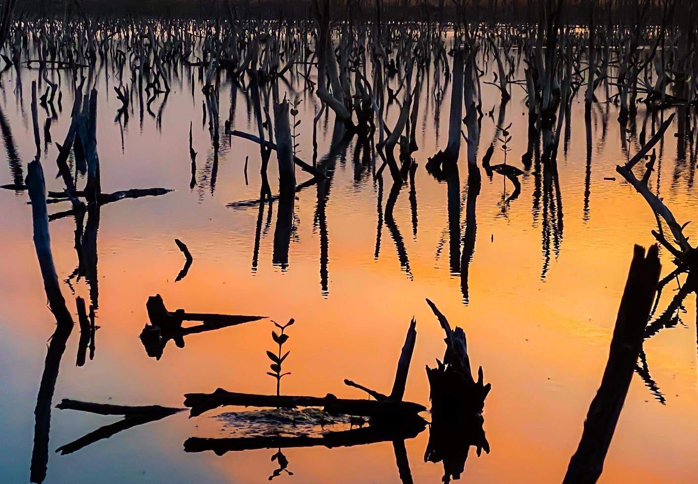 paisaje de bosque de manglares crepuscular, panorama de bosque de manglares crepuscular por la noche, hermoso bosque de manglares ya sean los tonos cálidos del crepúsculo o del amanecer, reflejo brillante de la relajación foto