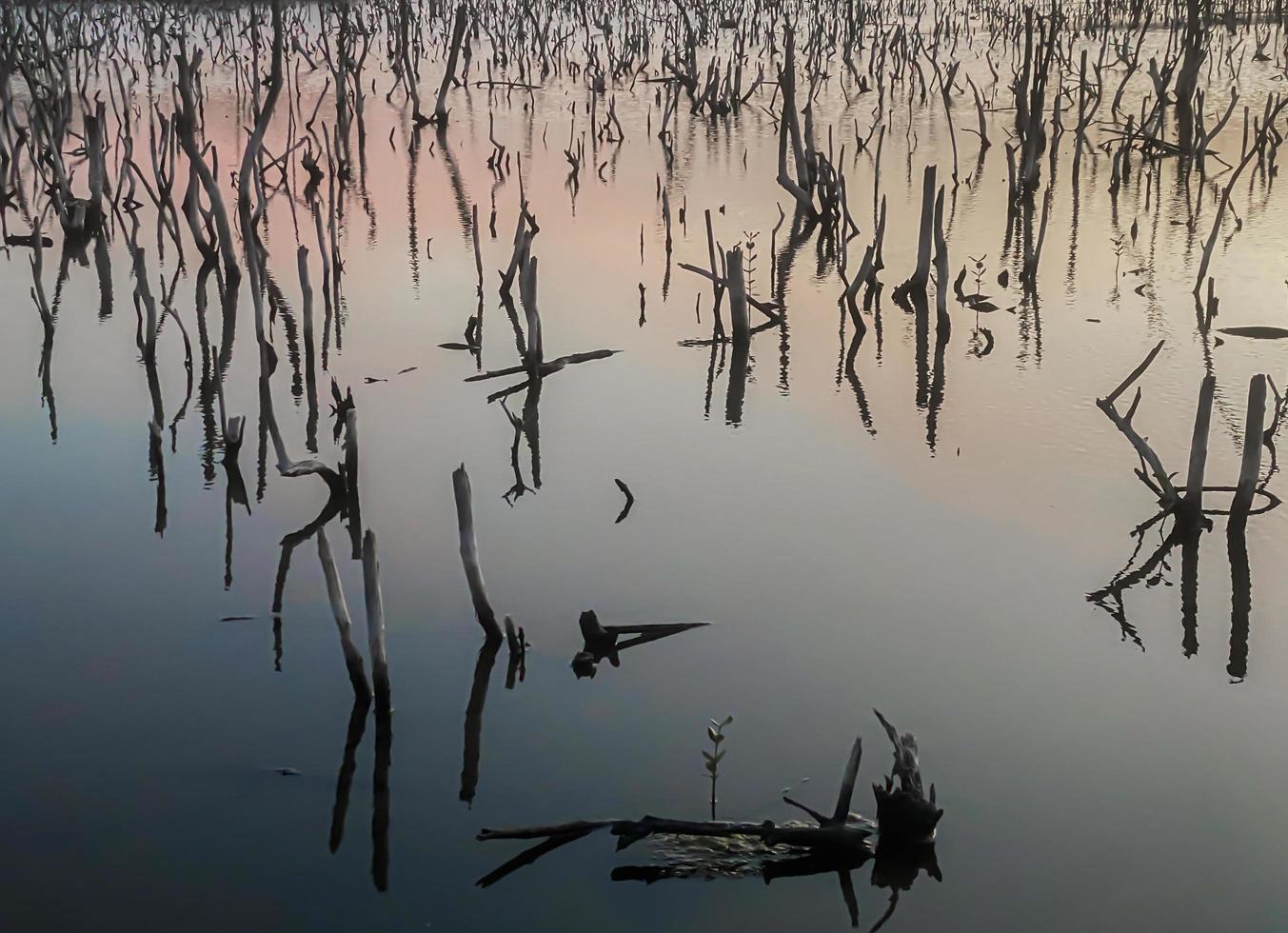 paisaje de bosque de manglares crepuscular, panorama de bosque de manglares crepuscular por la noche, hermoso bosque de manglares ya sean los tonos cálidos del crepúsculo o del amanecer, reflejo brillante de la relajación foto