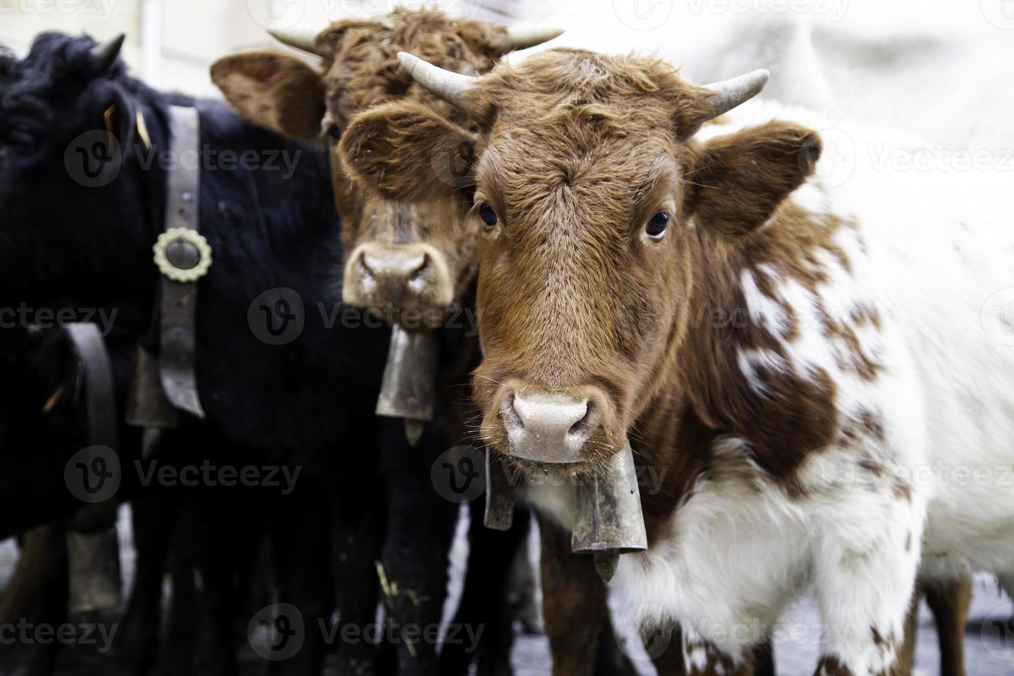 Cows on a farm photo
