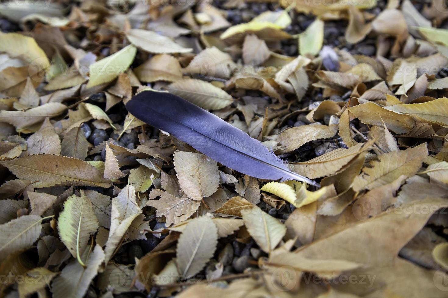 Pigeon feather in the forest photo
