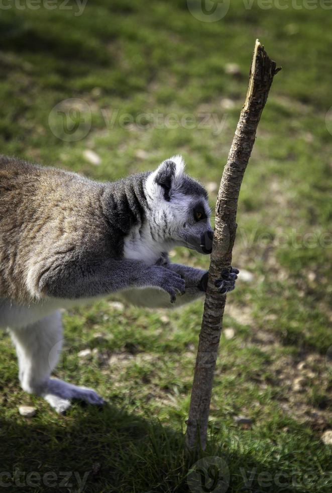 Wild lemurs in the wild photo