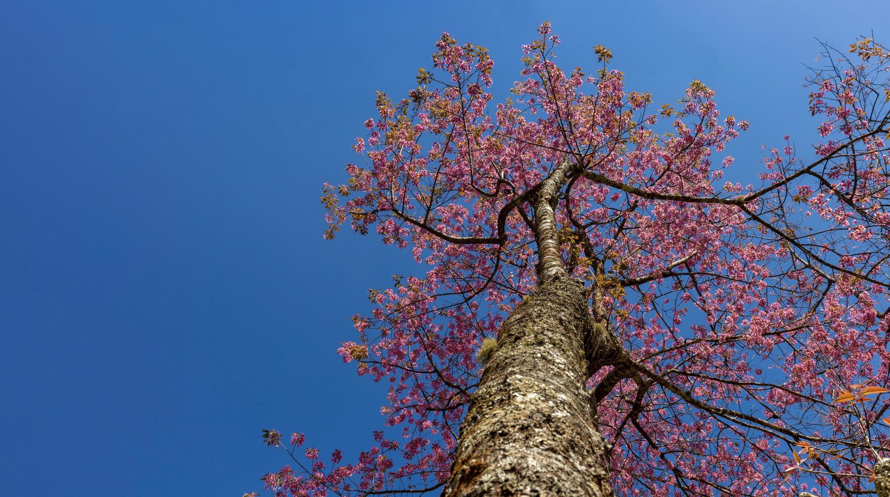 Pink Sakura or wild himalayan cherry blossom on bright sunny blue sky with copy space for spring season festival concept photo