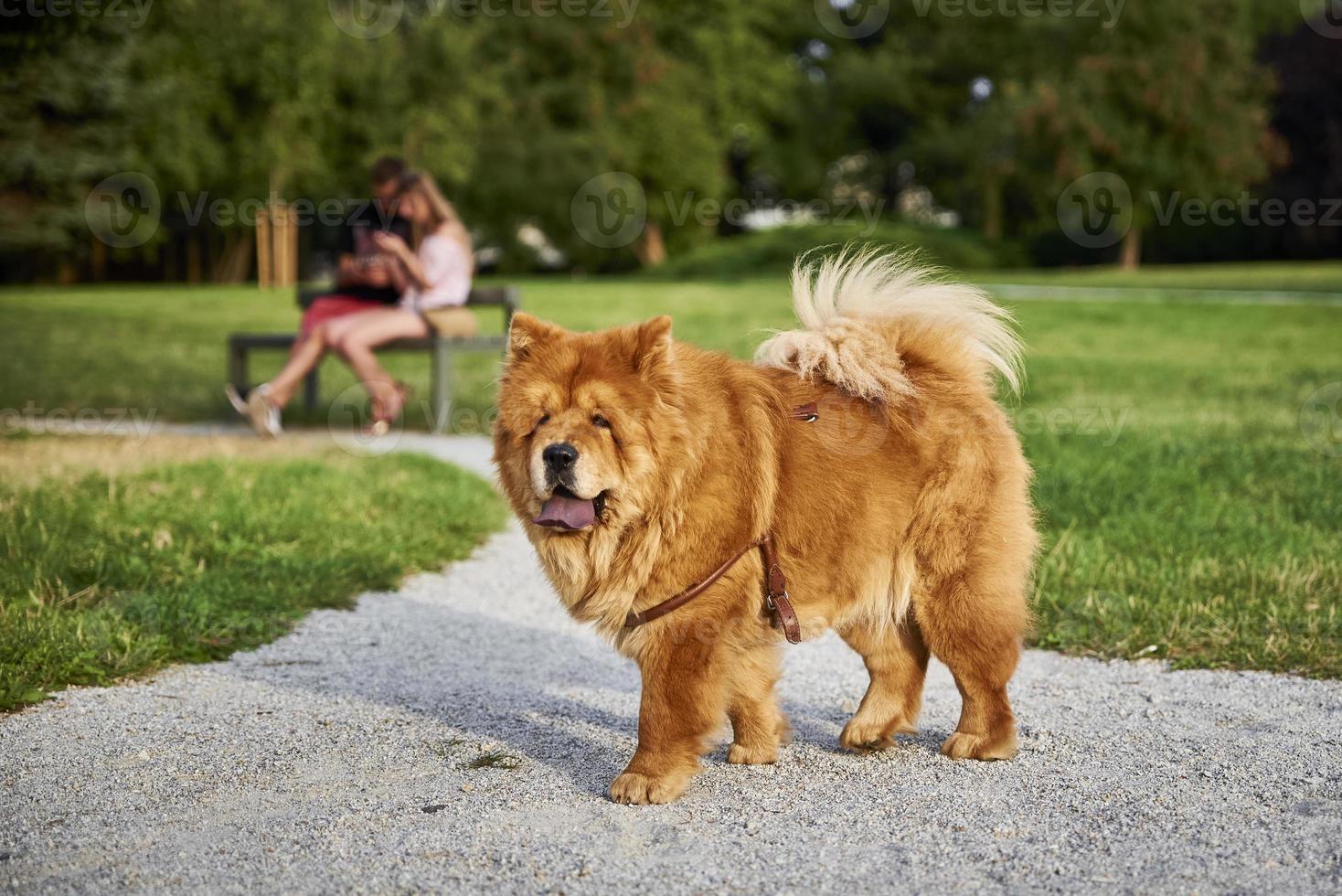 perro chow chow en el parque foto