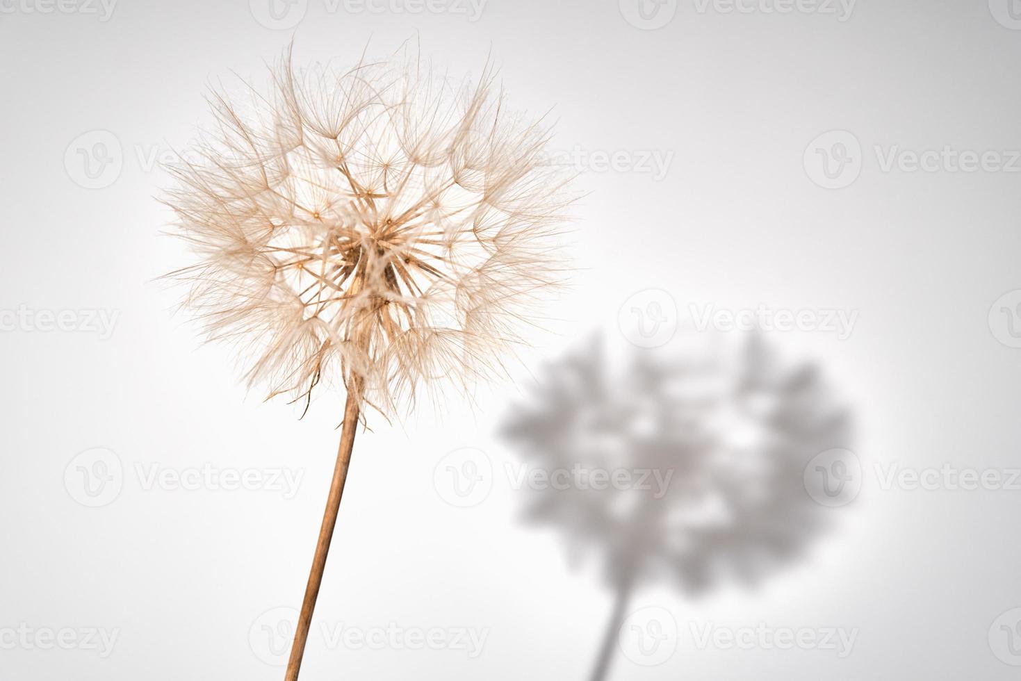 Fluffy dandelion flower on white background photo