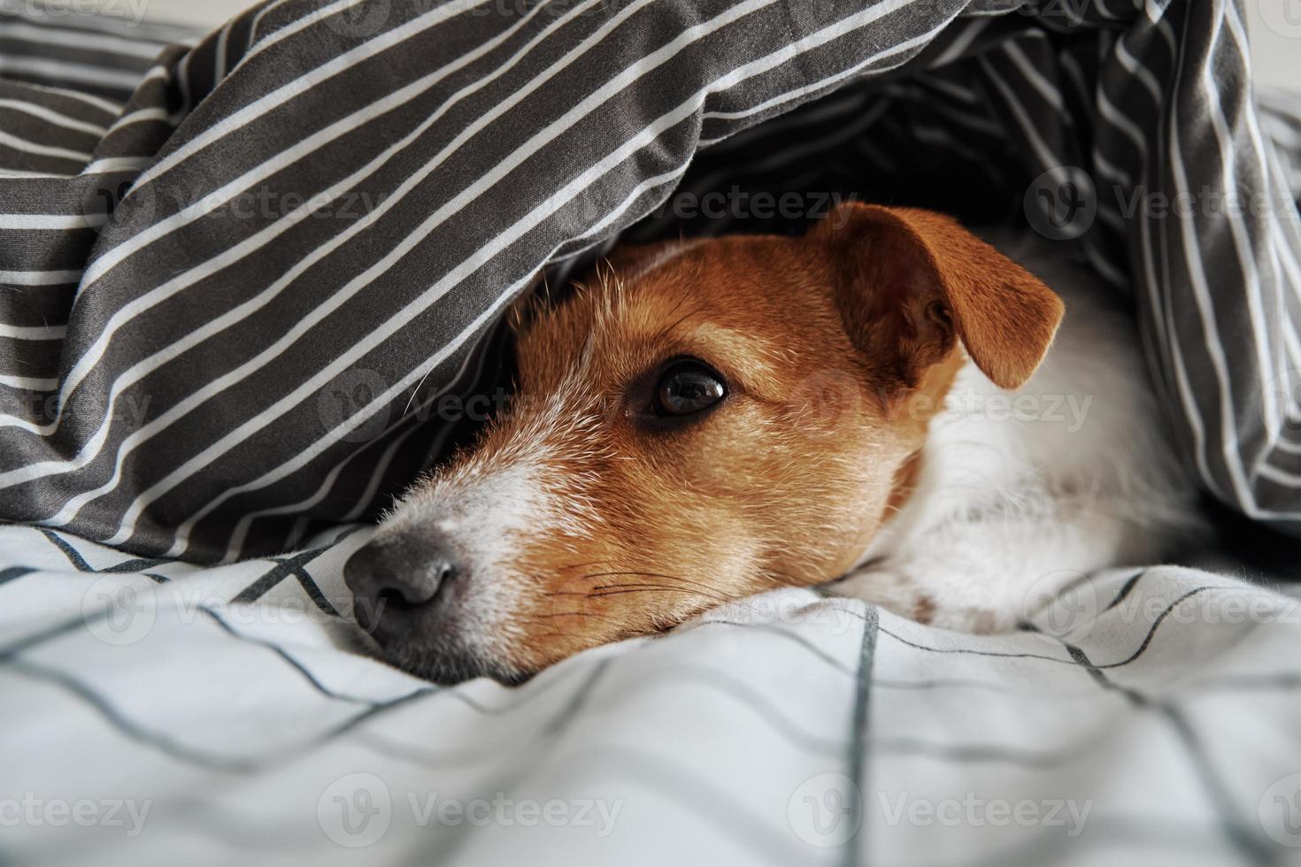Pet under blanket in bed. Portrait of sad dog warms in cold weather photo