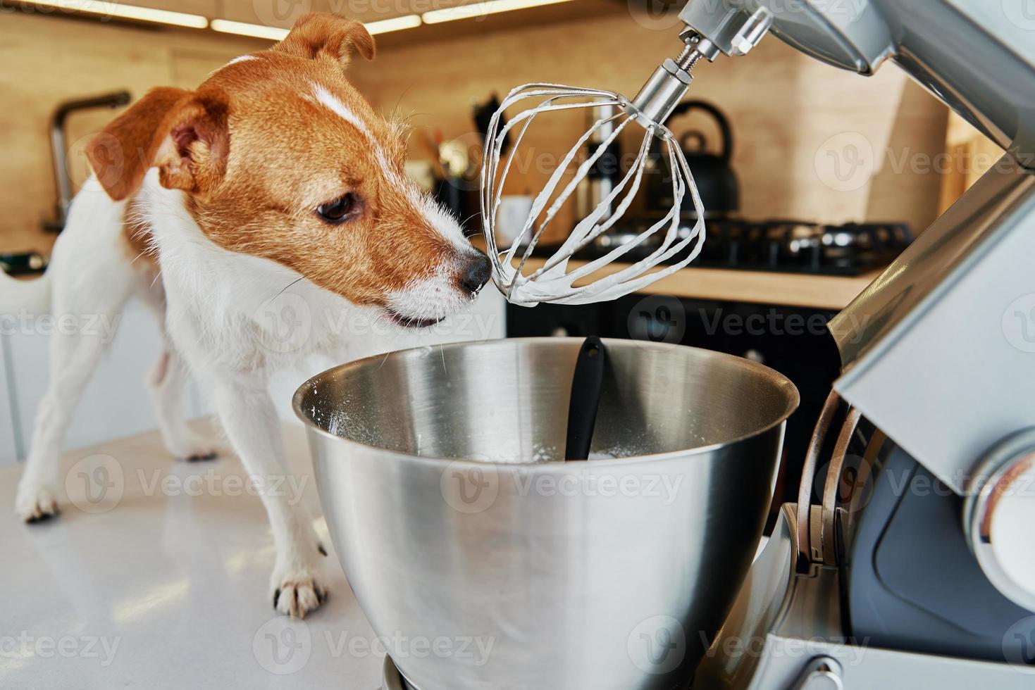 Mezclador de cocina eléctrico para perros foto