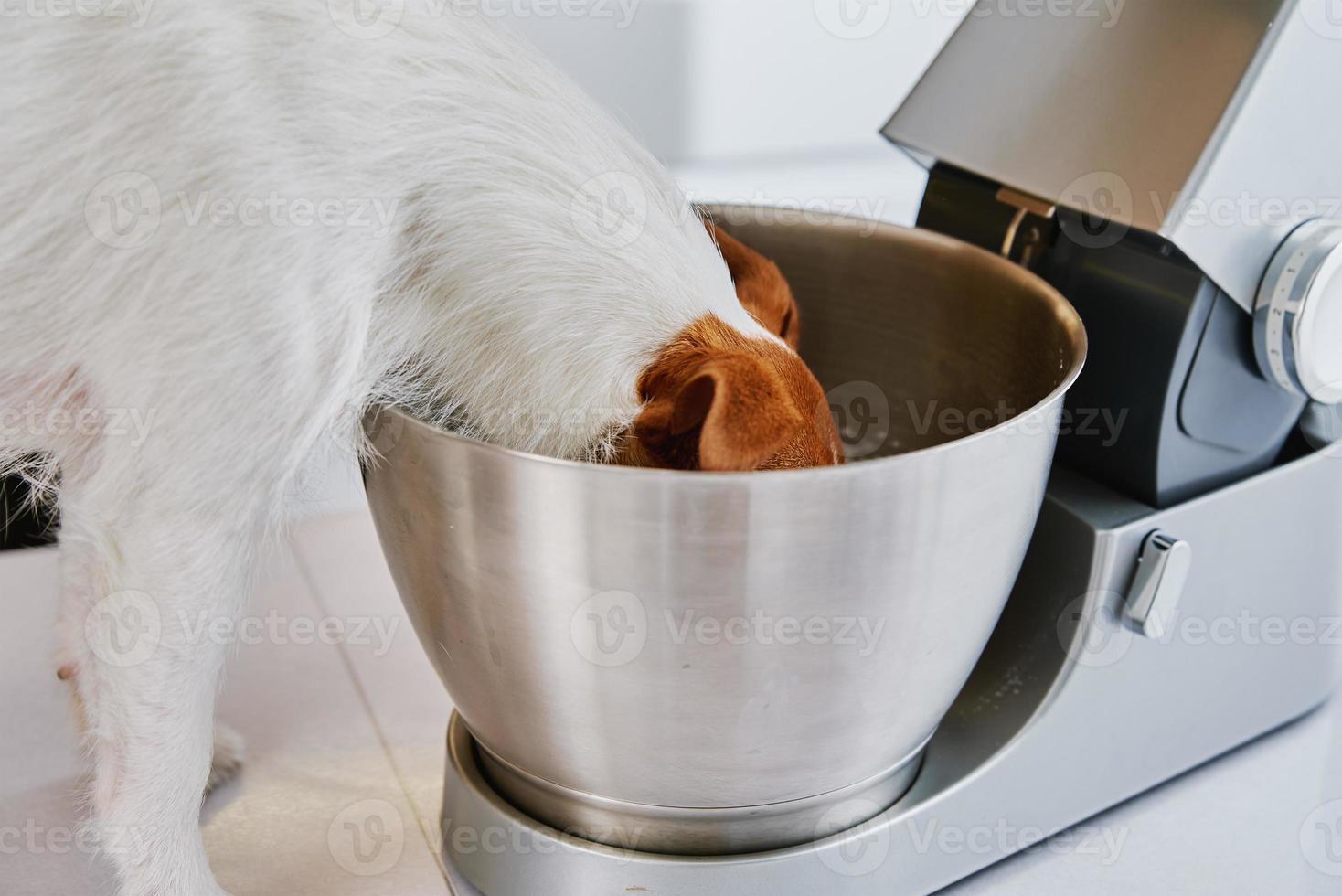 perro puso su cabeza en el recipiente de la batidora eléctrica foto