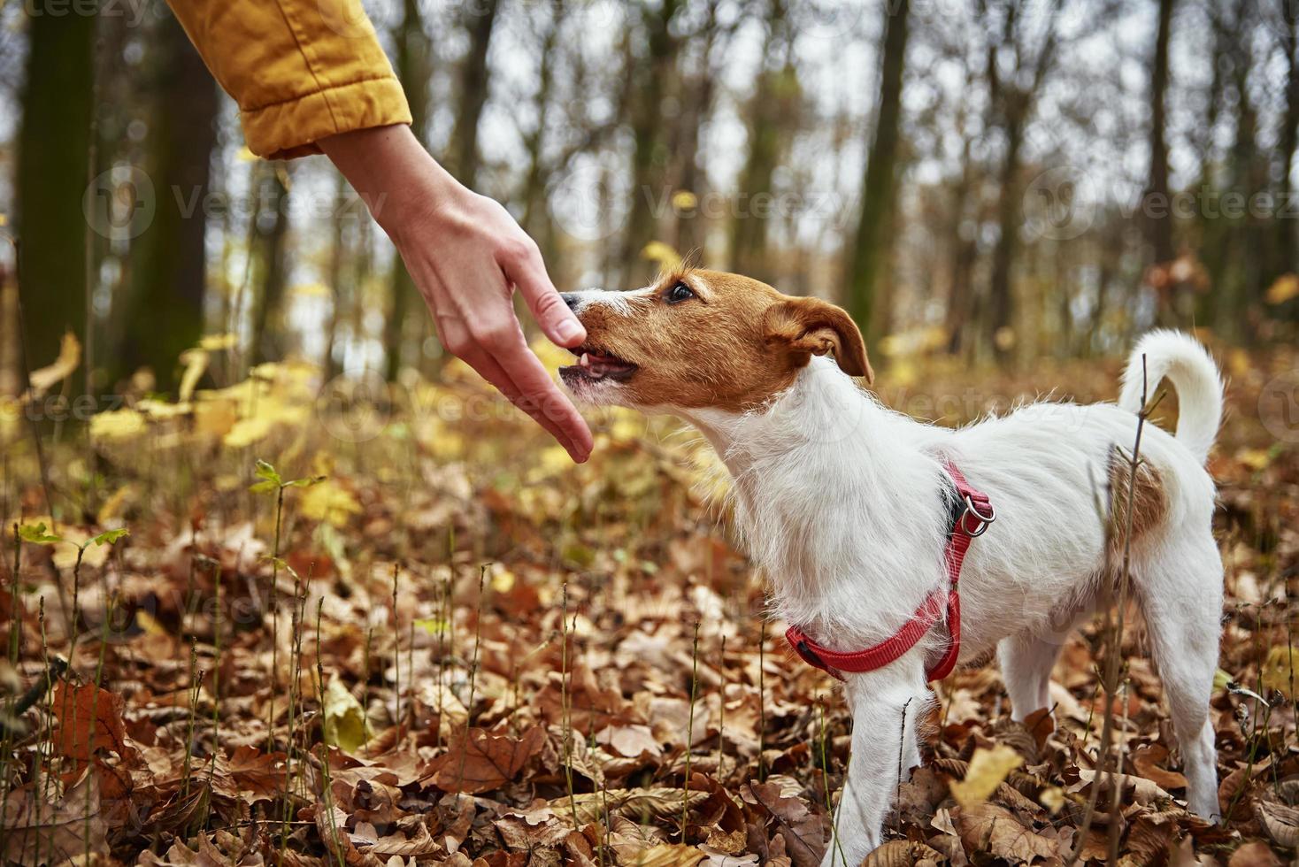 Woman with dog walk in autumn park photo