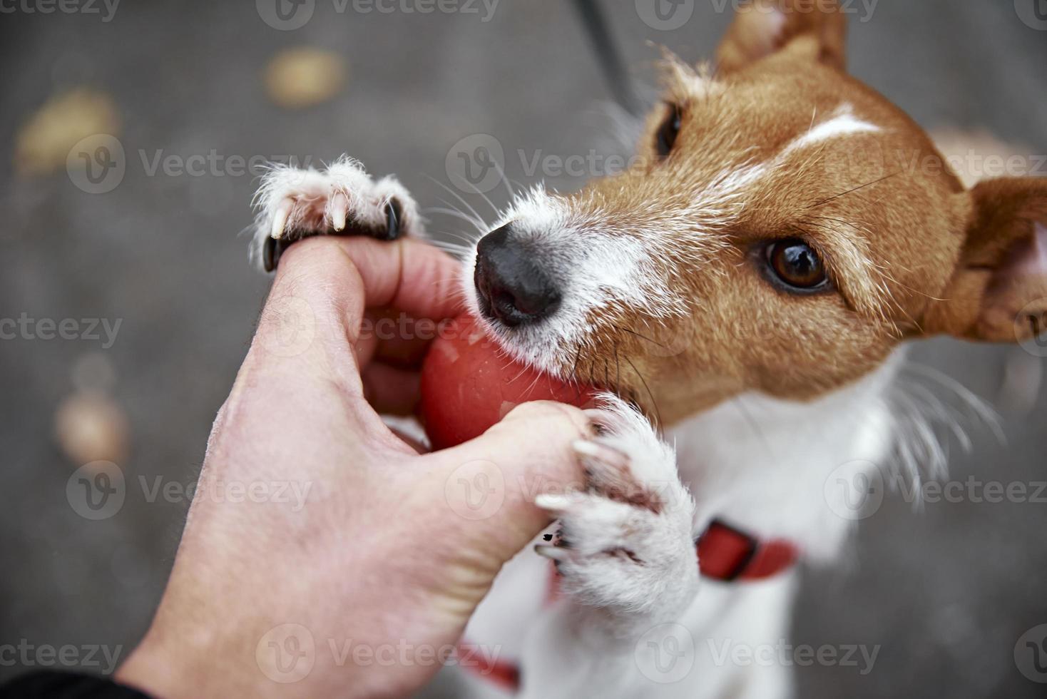 Dog walking in autumn park with his owner photo