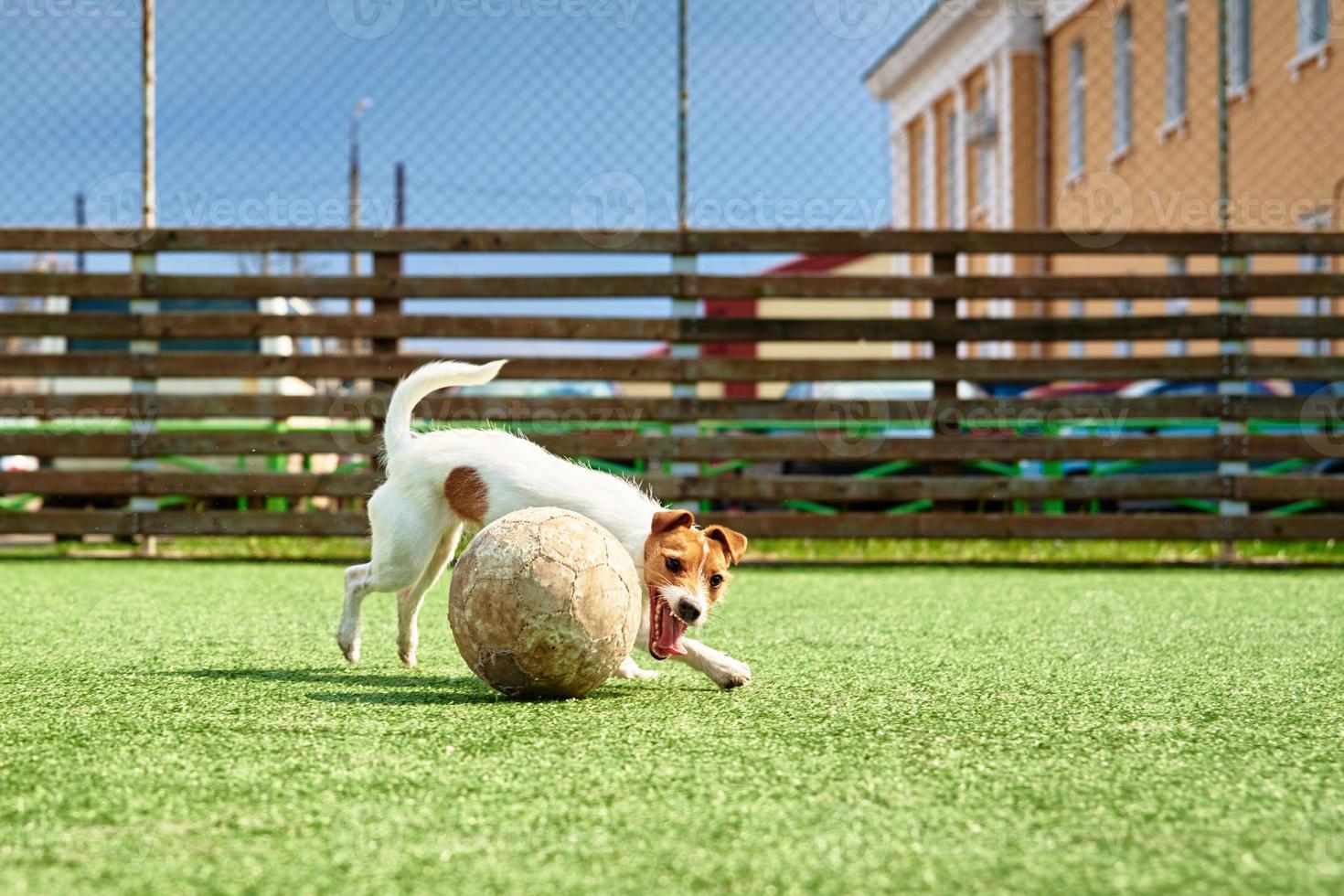 perro juega al fútbol en el campo foto