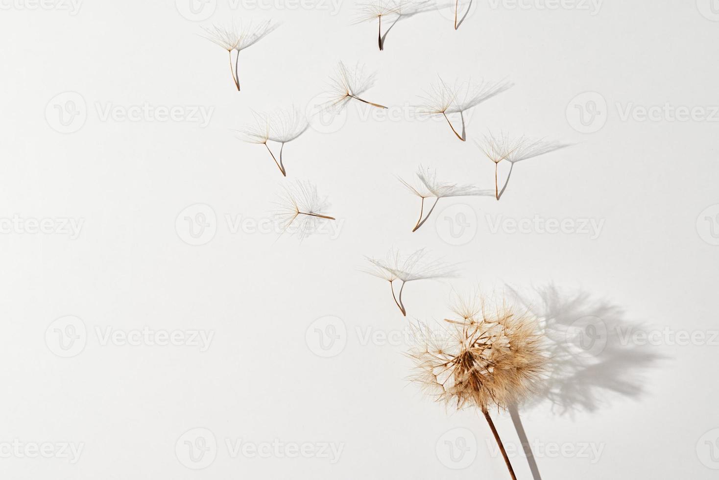 Flying dandelion petals on white background photo