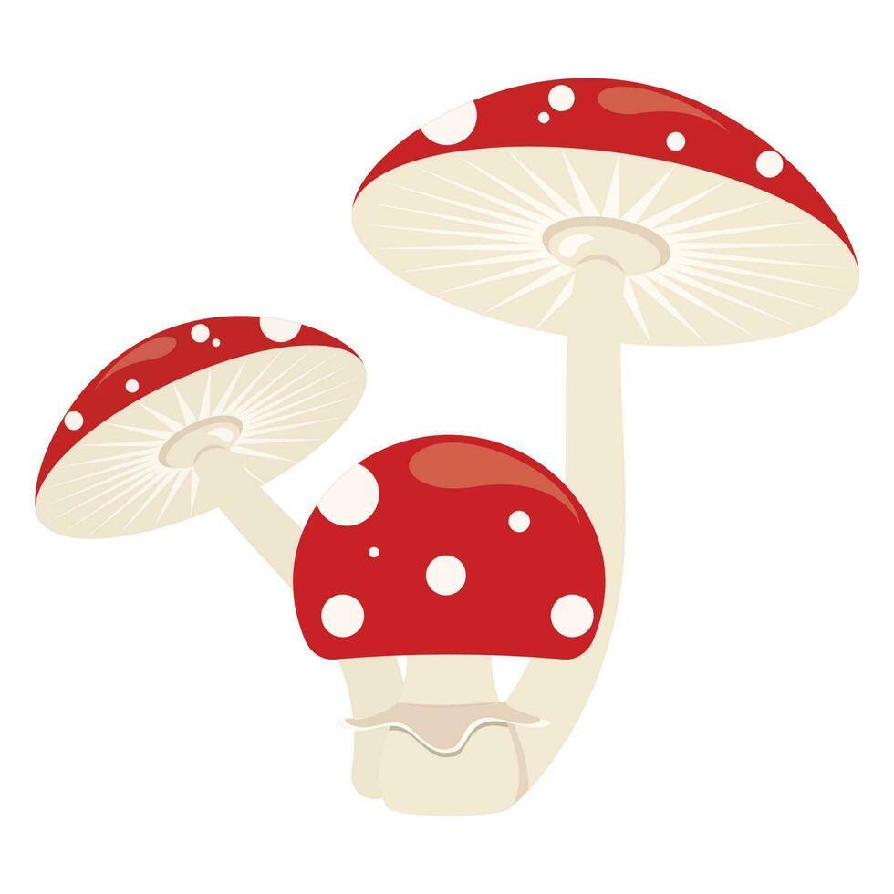 Amanita Muscaria Magic Toadstool Mushroom vector illustration graphic