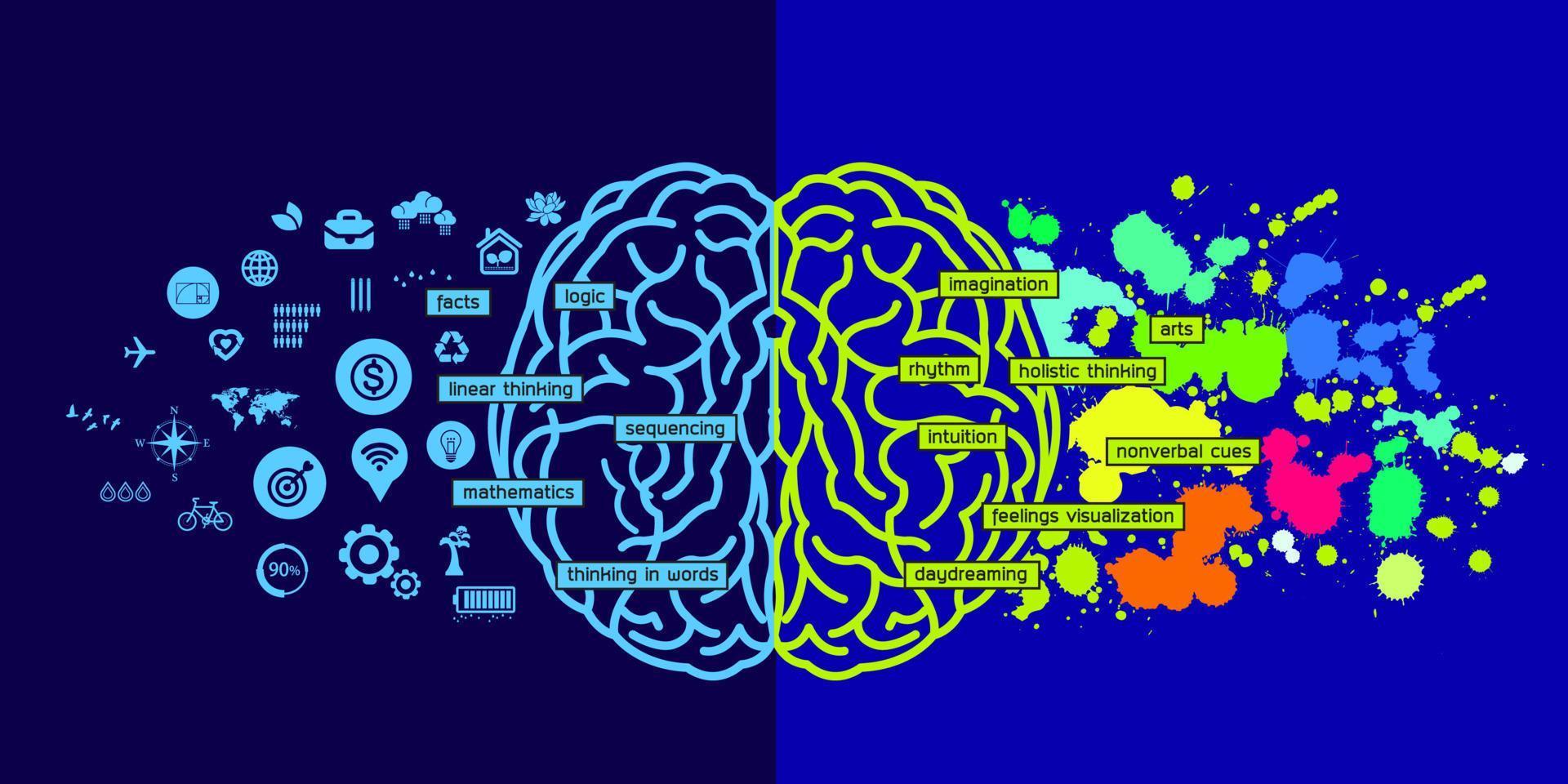 la gran ilustración vectorial del cerebro humano creativo. vector