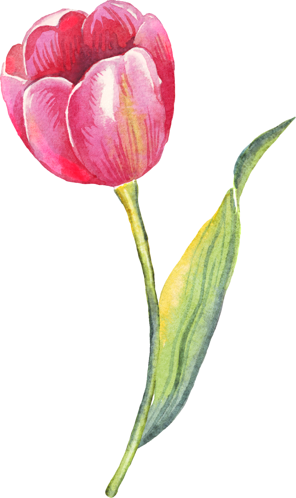 Single tulip. Watercolor illustration 18915171 PNG