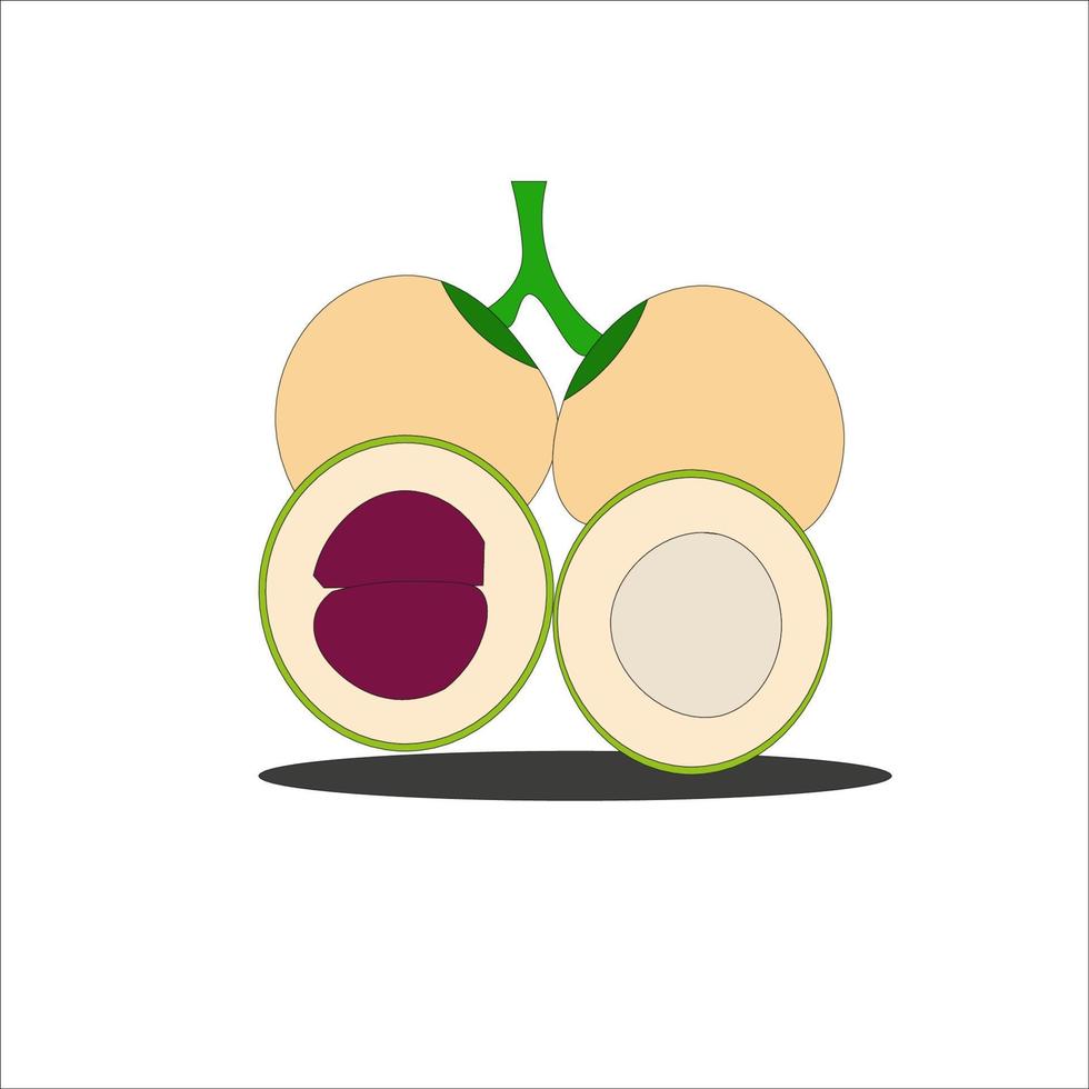 ilustración de la fruta kepundung que tiene un sabor agrio vector