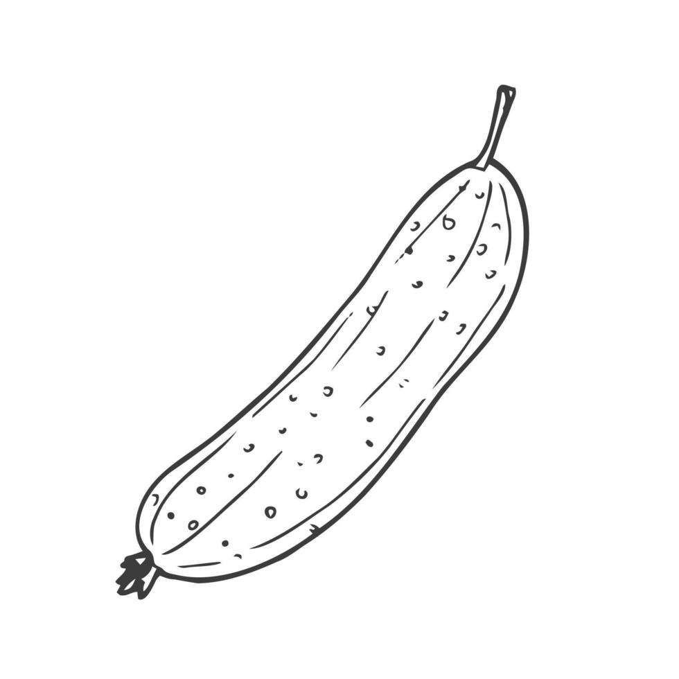 Black and white contour cucumber sketch. Monochrome outline of cucumber isolated on white vector