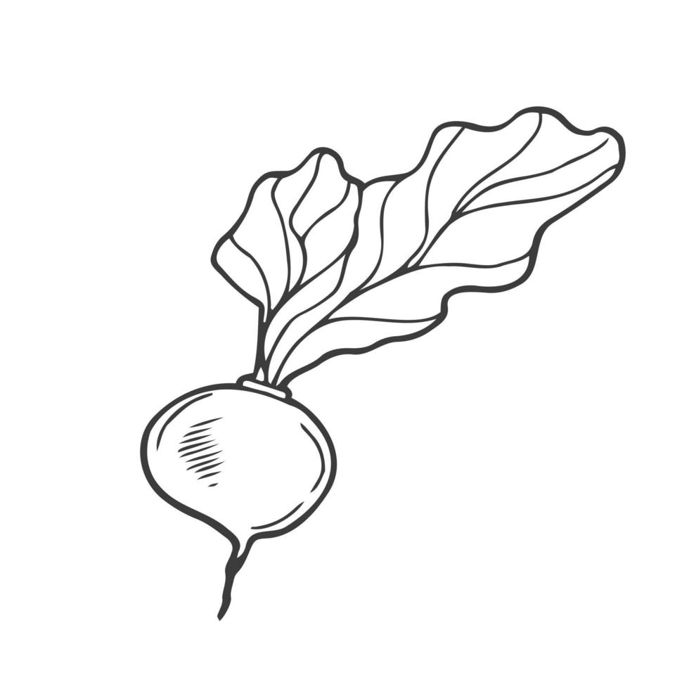 Vector isolated colorless black line beet, radish, turnips, root