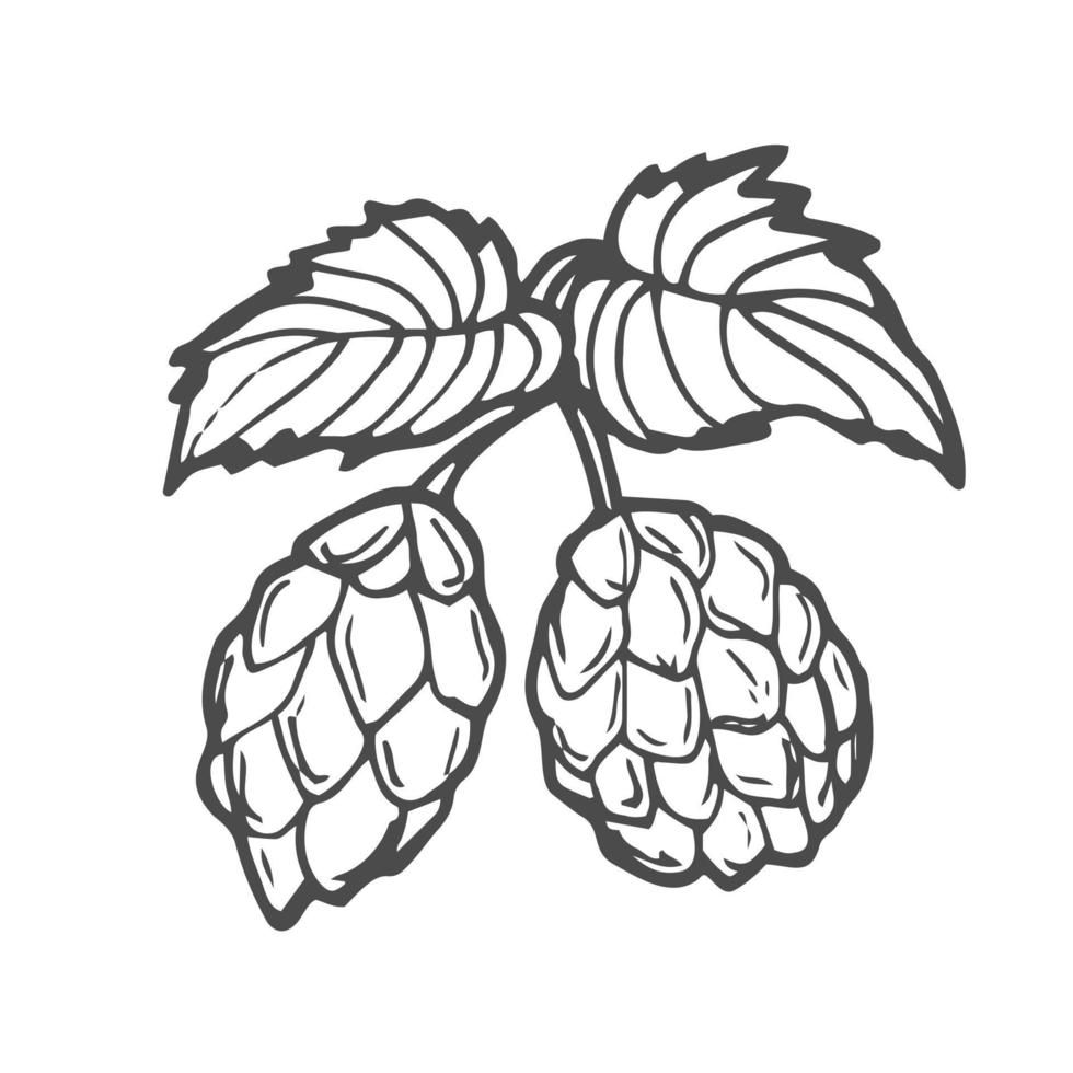 Beer hop in engraving style isolated on white background. Design element for logo, label, sign, poster, flyer. Vector illustration