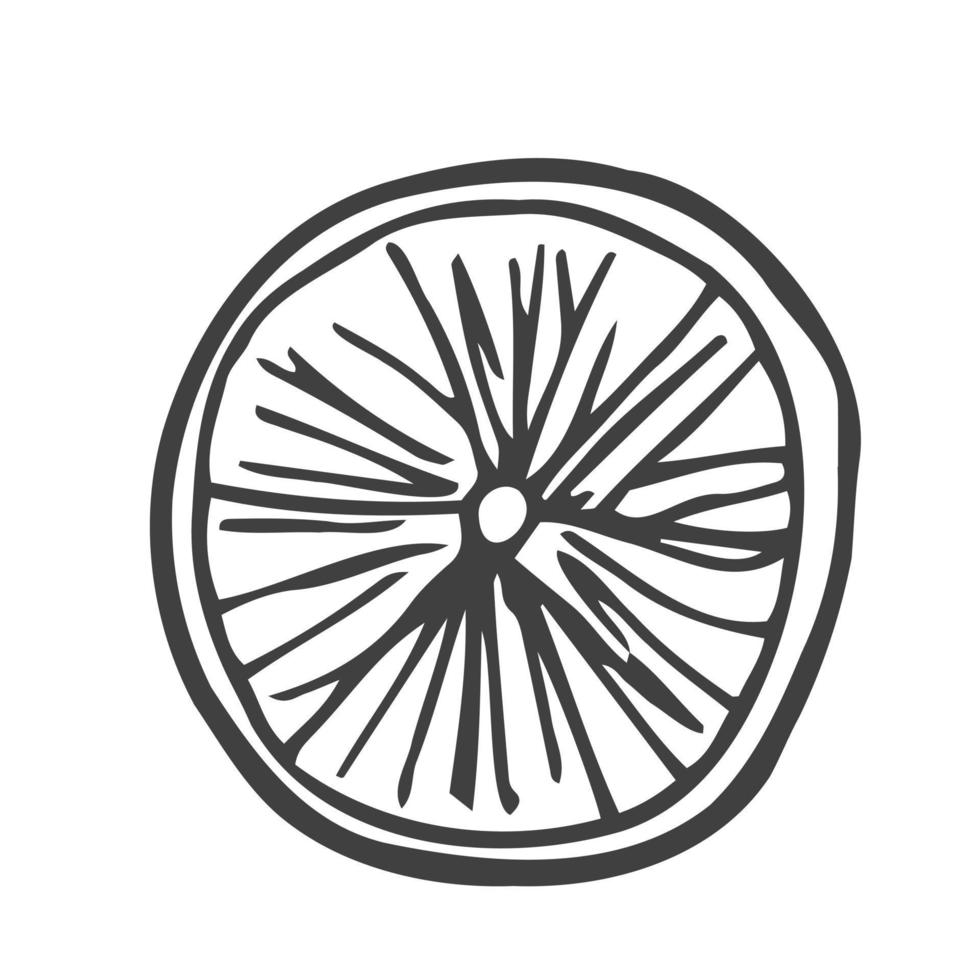 Orange lemon slice in sketch engraved style isolated on white background. Vector hand drawn illustration in doodle outline syle. Ingredient for salad, citrus, mulled wine, tangerine
