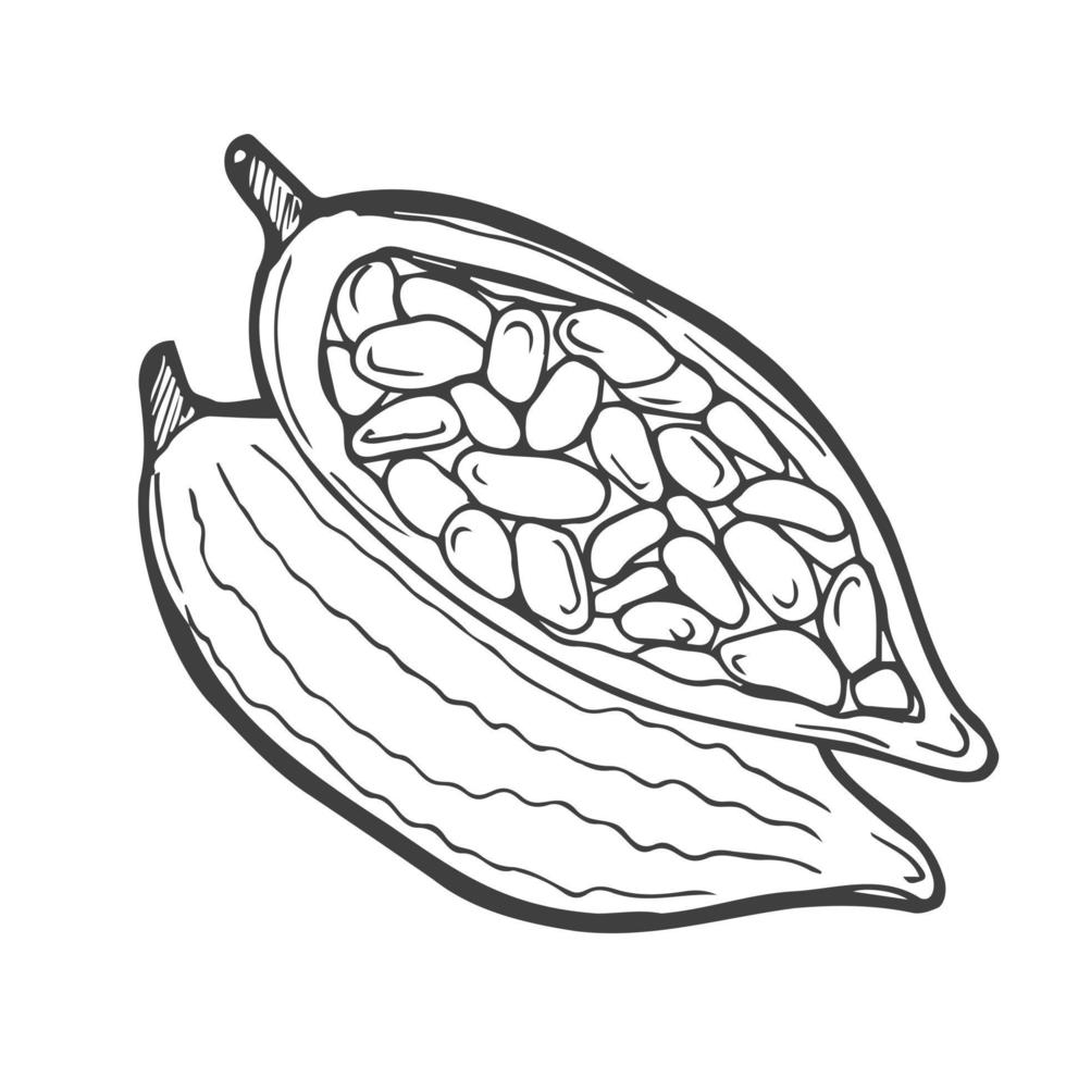 planta de cacao granos de cacao vectoriales dibujados a mano, hojas. el contorno del garabato esboza la ilustración vectorial para el menú de diseño, la tienda, la tela, el papel tapiz. partes de plantas para logotipo, impresión, etiqueta, emblema, símbolo vector