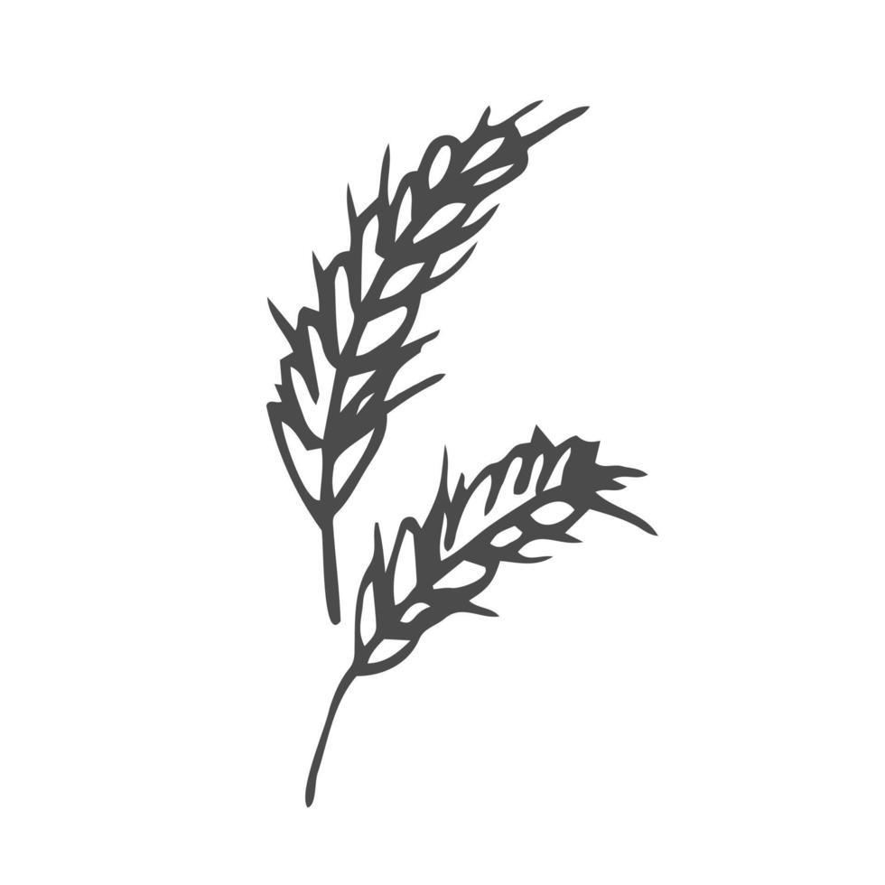 Wheat plant spikelets, vector doodle illustration, hand drawing, sketch