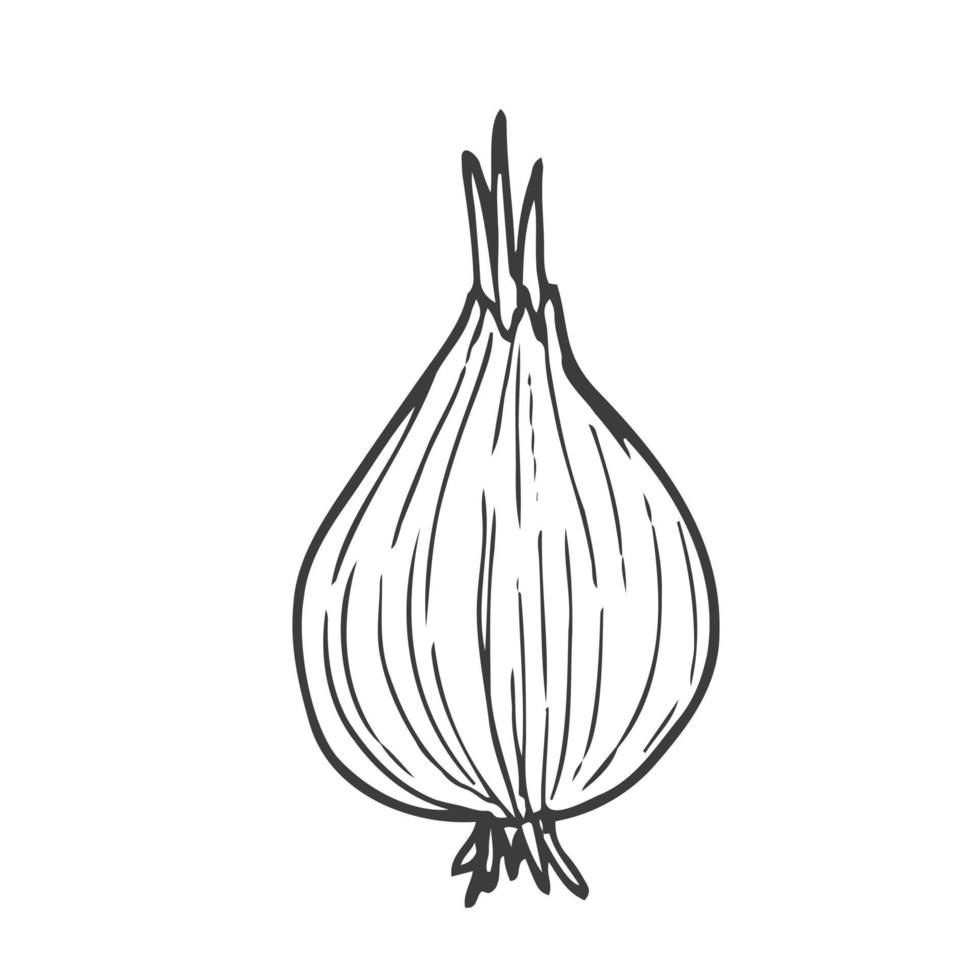 Hand drawn onion sketch. Black silhouette of a whole bulb isolated on a white background. Organic vegetarian product drawn in cartoon style. Imitation of ink drawing. Vector illustration.