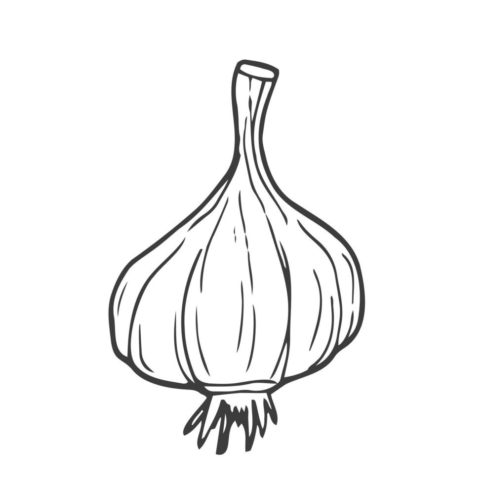 Garlic outline vector illustration. Farm market product, isolated vegetable, engraved bunch of garlic.