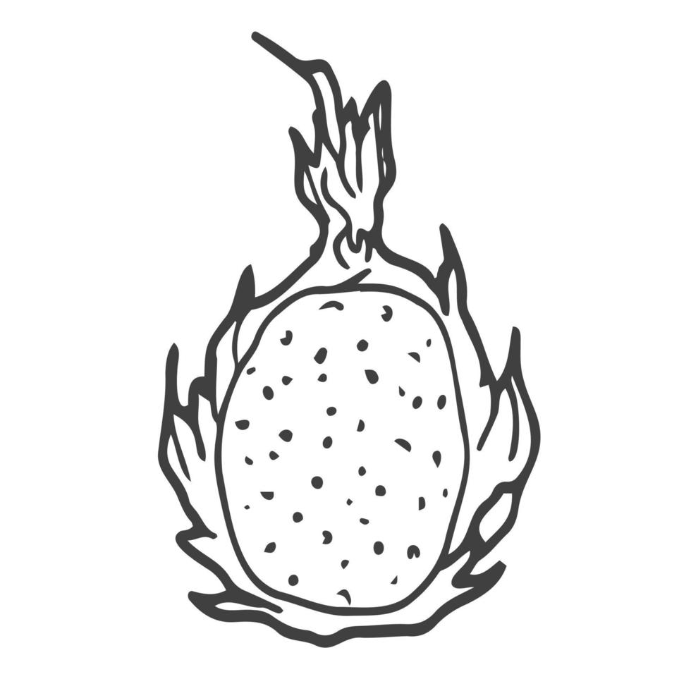 pitaya dragon fruit gráfico negro blanco aislado boceto ilustración vector