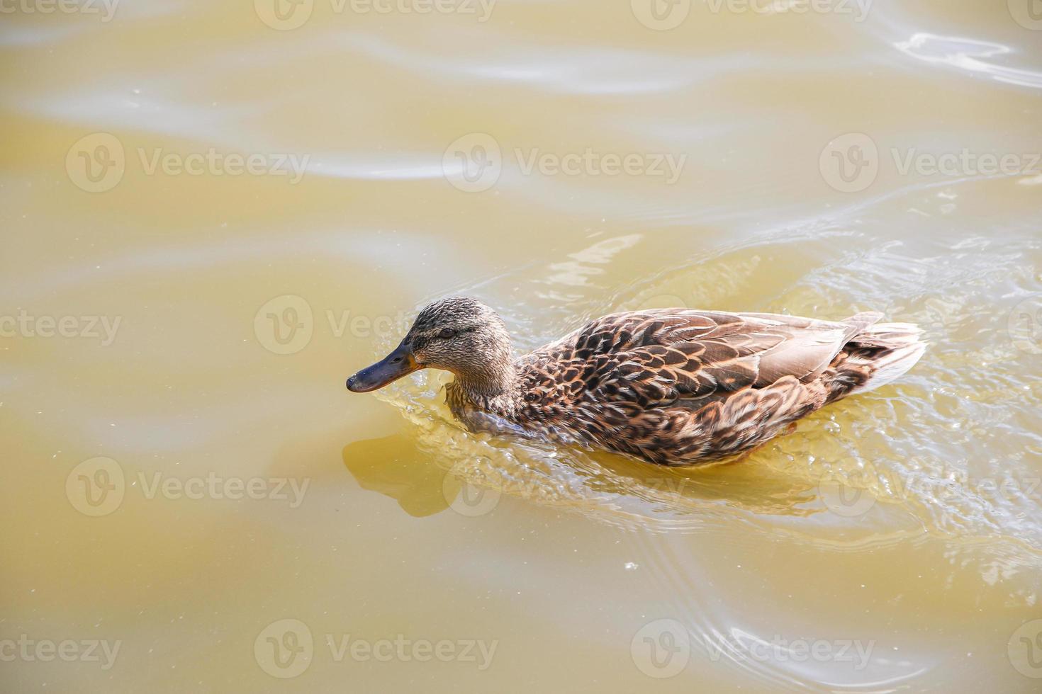 patos en el lago foto