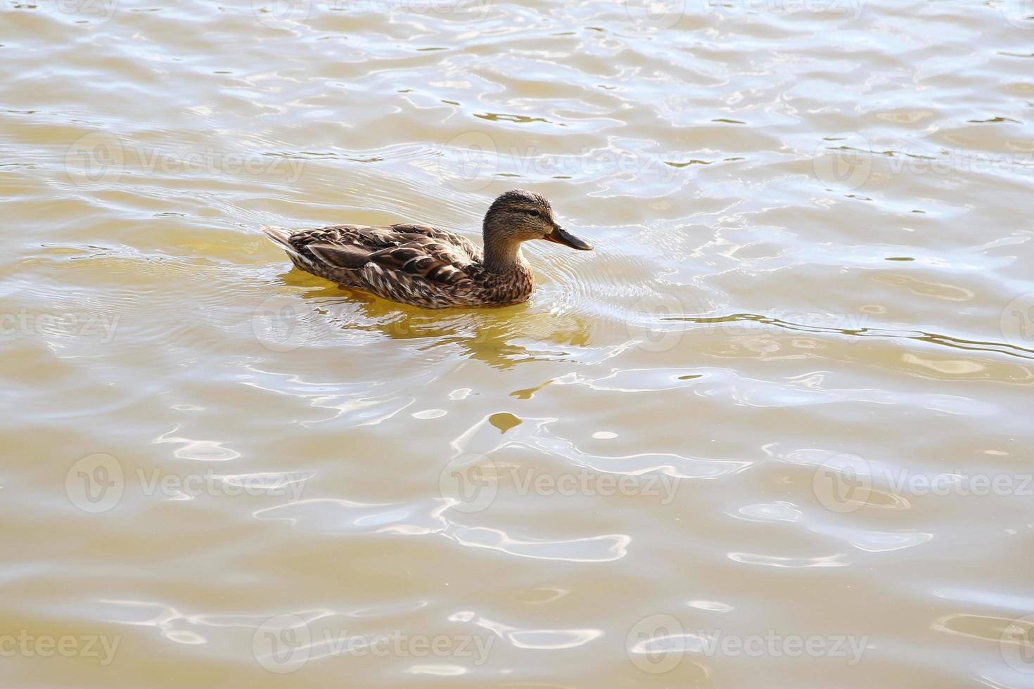 patos en el lago foto