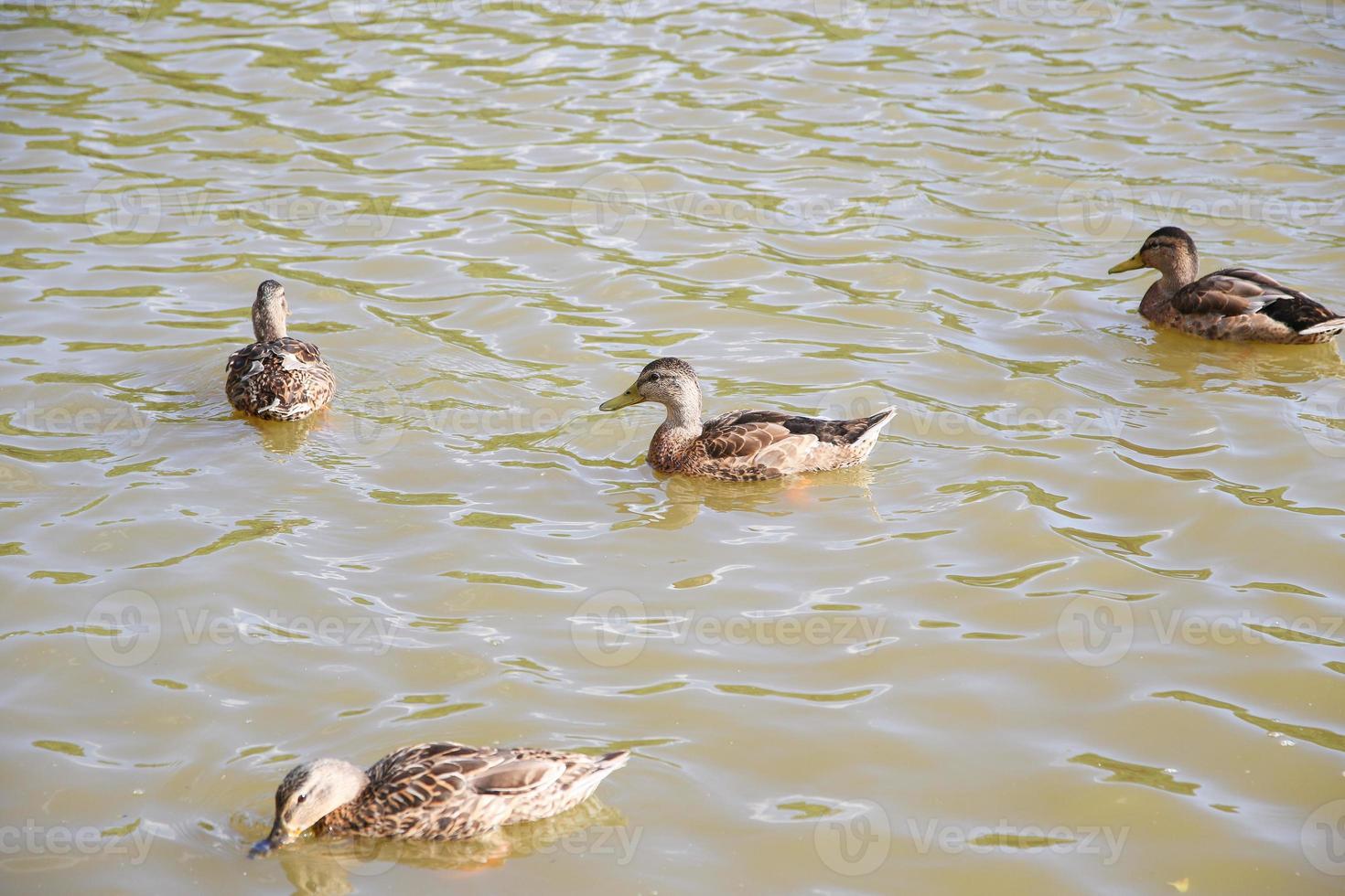 patos en el lago foto