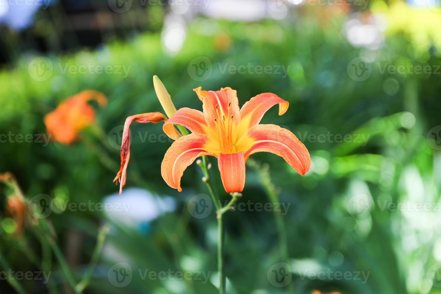 orange spring flower photo