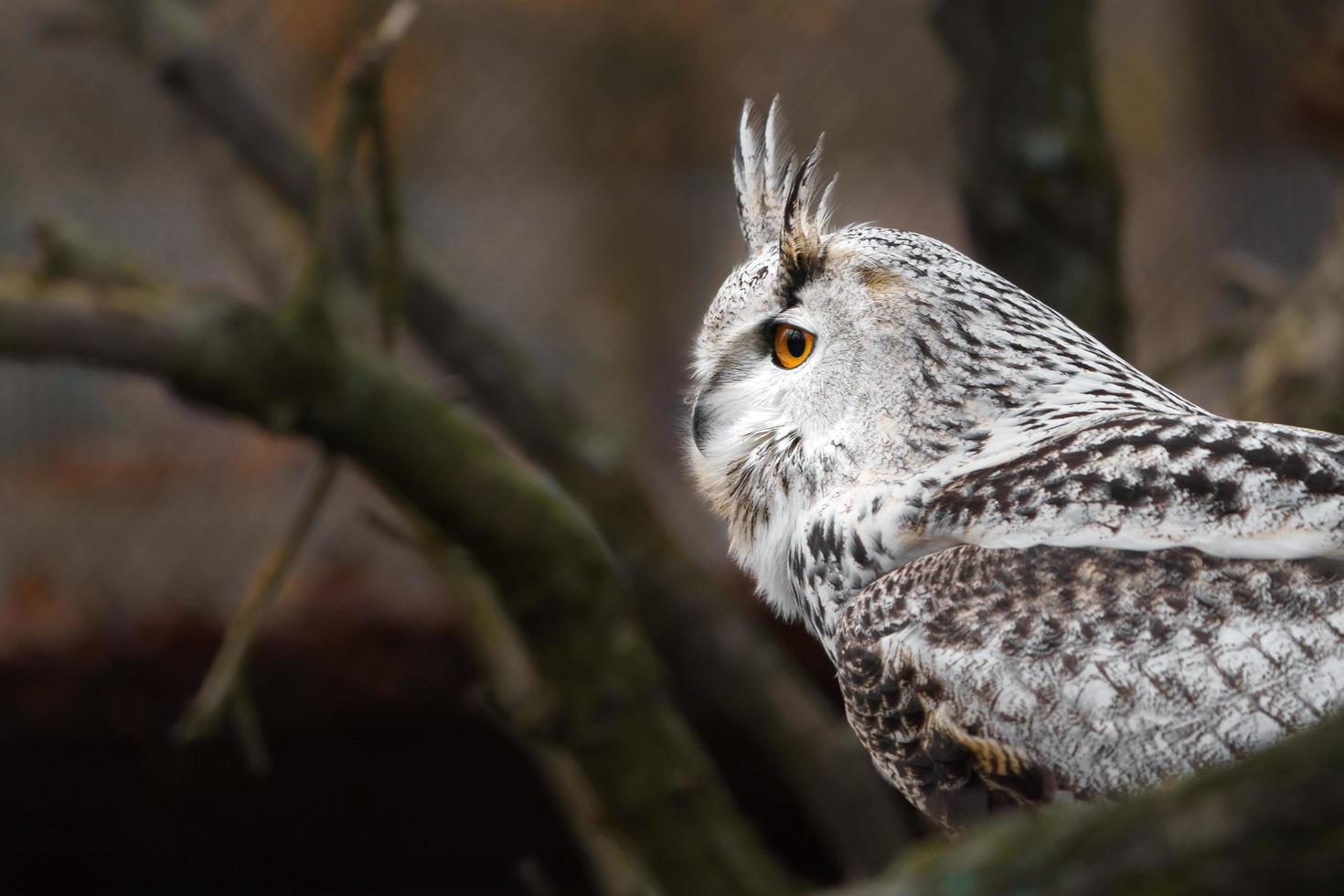 Eurasian eagle owl photo