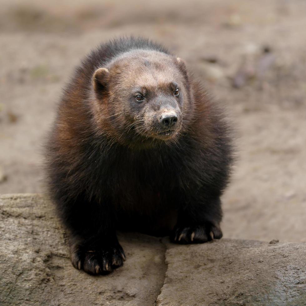 Lobezno en el zoológico foto