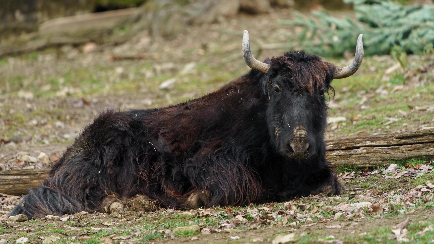 yak doméstico en zoológico foto