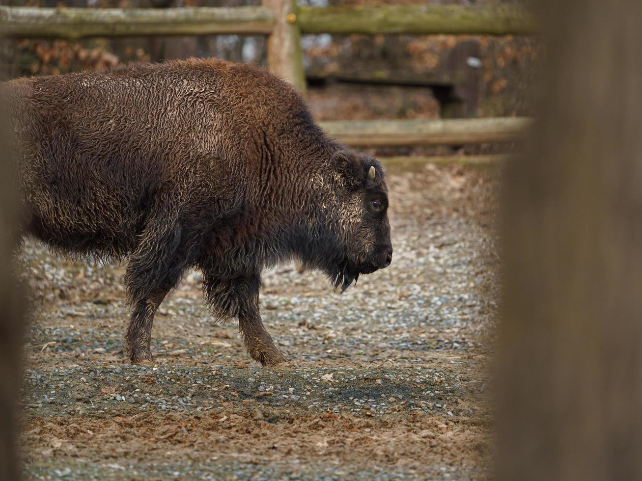 American bison in zoo photo