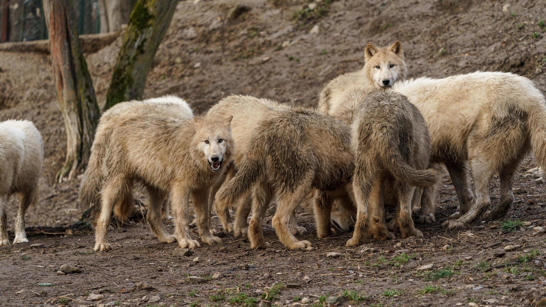 Portrait of Arctic wolf photo