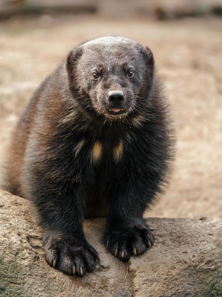 Lobezno en el zoológico foto